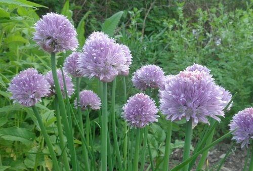 Chives In Store With Roots Chives - Pair of Bare Root Plants - Etsy