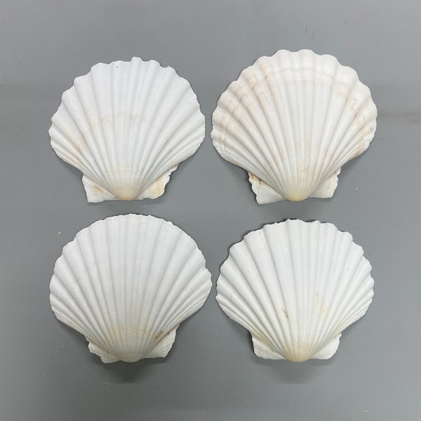 Large Quantity Natural Scallop Shells - 3.5-4 Inches | Baking, Decor, and Craft Supplies