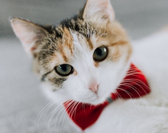 Reflective bow tie collar for cat or dog,  breakaway,  pet collar Glowing in the dark