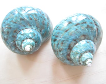 Green Snail Shell Etsy - 