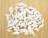 White Turris Shells-White Sea Shells-Turris Shells-Beach Wedding Decor-Crafting Shells-Beach Home Decor-Sea Shells Bulk-Wedding Shells