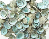 Limpet Seashells-0.5-1 quot -Beach Wedding Decor-Crafting Seashells-Blue Seashell-Green Seashells-Beach Decor-Bulk Seashells-Green Limpet Shells