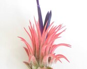 Ionantha Rubra Air Plant-Tillandsia Air Plants-Terrarium Air Plants-Terrarium Supplies-Home Decor-Beach Wedding Decor-Terrarium Plants
