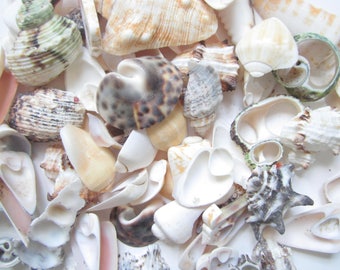 sea shell decor etsy