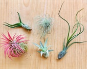 Air Plants Assortment Up to 5 quot Tillandsia Air Plant Terrarium Air Plant Wedding Decor Wedding Favors Plants Air Plants Bulk Guatemala AKA