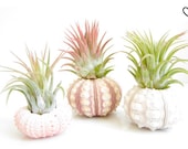 Air Plant Urchin-Set of 3-Sea Urchin Air Plant Holder with Tillandsia-Air Plant Terrarium-Pink Sea Urchin Air Plant-Air Plant Supplies