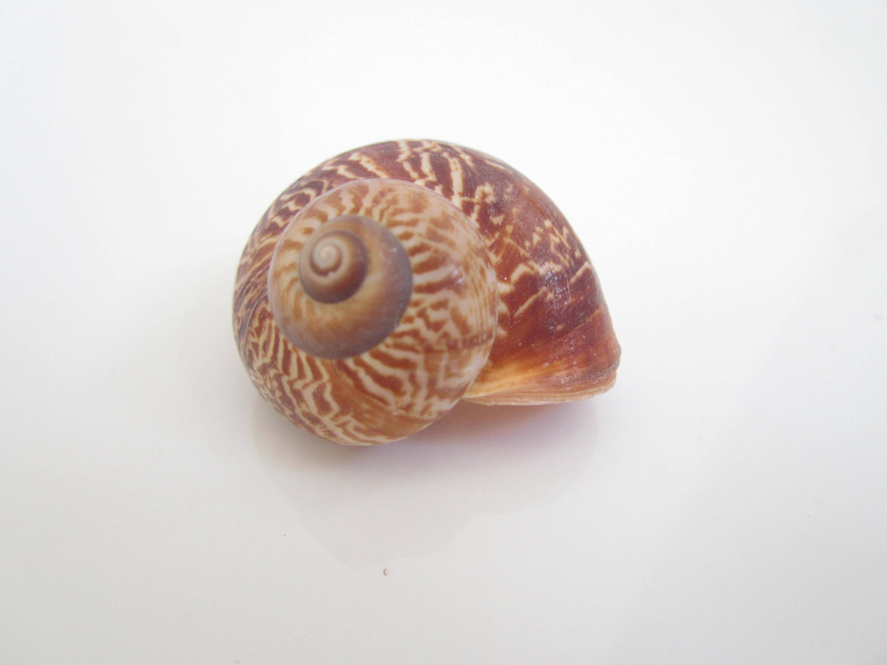 Land Snail Shells For Crafts Large Size Brown Color, 1 12 - 2 inch range  SS-105