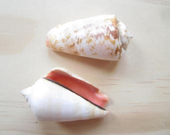 Strawberry Strombus-5 Pieces-Sea Shell Bulk-Conch Shell-Beach Wedding Decor-Collectors Shells-Sea Shell Supplies-Beach Home Decor-She Shells