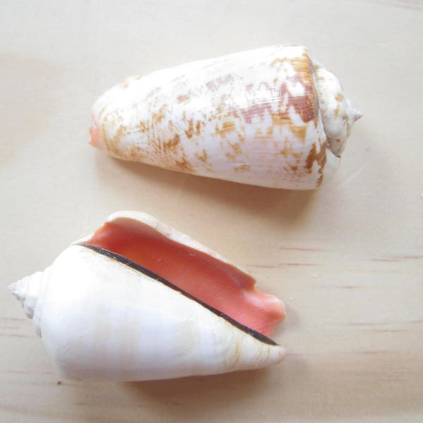 Strawberry Strombus-5 Pieces-Sea Shell Bulk-Conch Shell-Beach Wedding Decor-Collectors Shells-Sea Shell Supplies-Beach Home Decor-She Shells