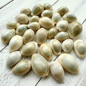 Ring Top Cowrie Shells: Polished Cypraea Annulus, Seashell Crafting Supplies