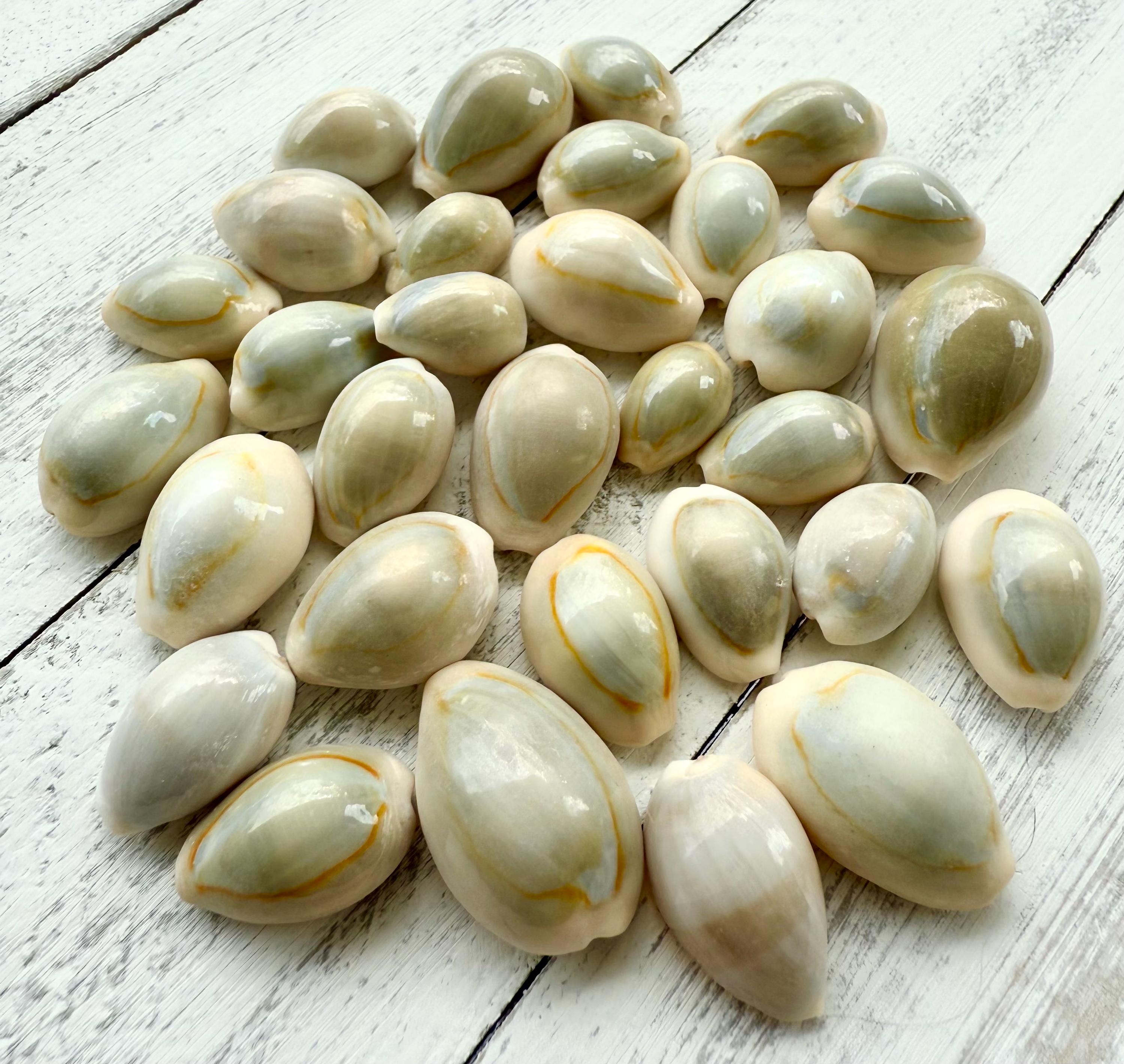 Ring Top Cowrie Shells: Polished Cypraea Annulus, Seashell Crafting ...
