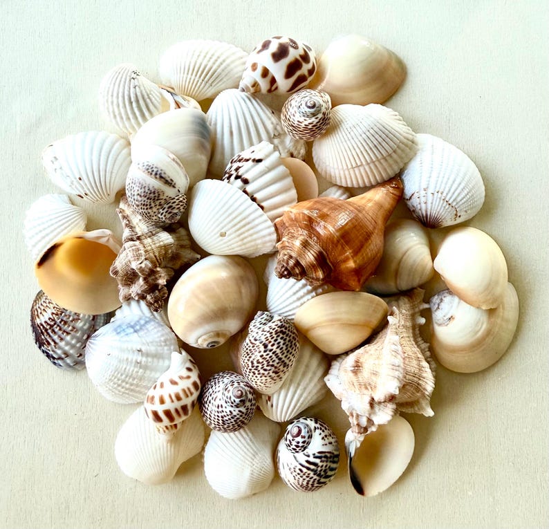 Sea Shell Mix Assorted Sea Shells Beach Wedding Decor-sea Shells Bulk ...