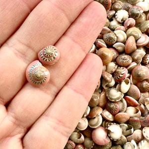Pink Umbonium Seashells: Small Crafting Shells, Vase Fillers image 3