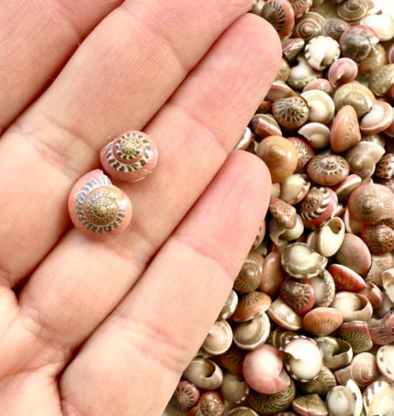 Pink Umbonium Seashells: Small Crafting Shells, Vase Fillers image 3