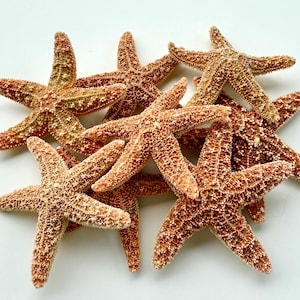 Small Tiny Sugar Starfish 1-2&quot;-Craft Supplies-Bulk Shells-Sugar Starfish-Small Starfish Supplies-Beach Wedding Favors-Sugar Starfish-Sealife