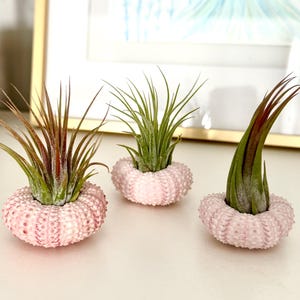 Air Plant Urchin-Sea Urchin Air Plant Holder with Tillandsia-Air Plant Terrarium-Pink Sea Urchin Air Plant-Air Plant Supplies-rchin Supply