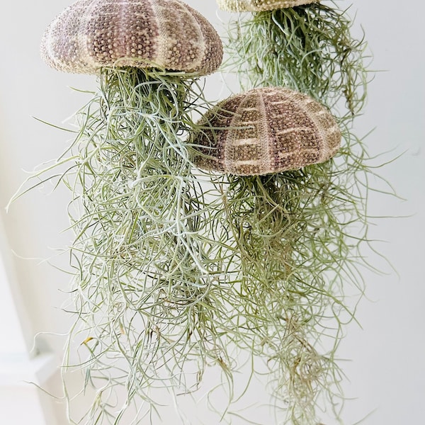 Jellyfish Air Plant-Live Plant-Tillandsia Decor-Hanging Jellyfish Air Plant-Air Plant Sea Urchin Set-Home Decor-Alfonso Urchin Jellyfish