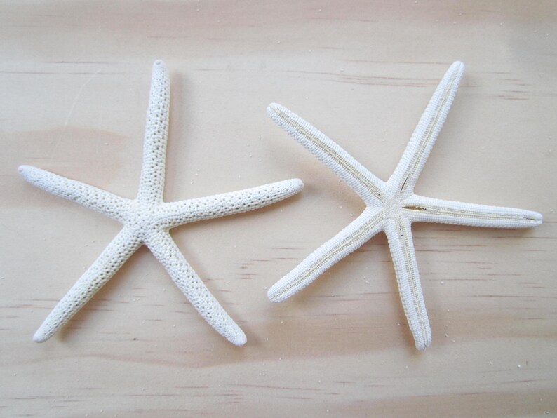 White Finger/Pencil Starfish in Size 4-5Craft Supplies-Wedding Favor-Nautical/Beach Decor-Beach Wedding Decor-White Starfish-Starfish image 4