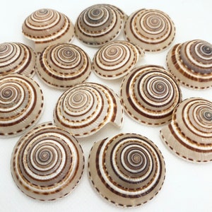 Sundial Seashells-Sundial Seashell Bulk-Craft Seashells-Beach Wedding Decor-Seashell Bulk-Small Seashells-Craft Supply-Wedding Decor