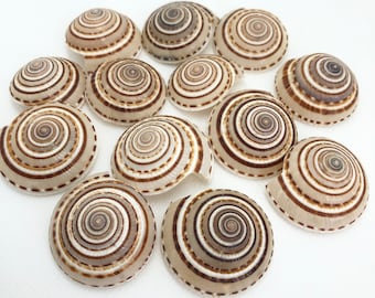 May include: A collection of 12 small, white seashells with brown and white spiral patterns.