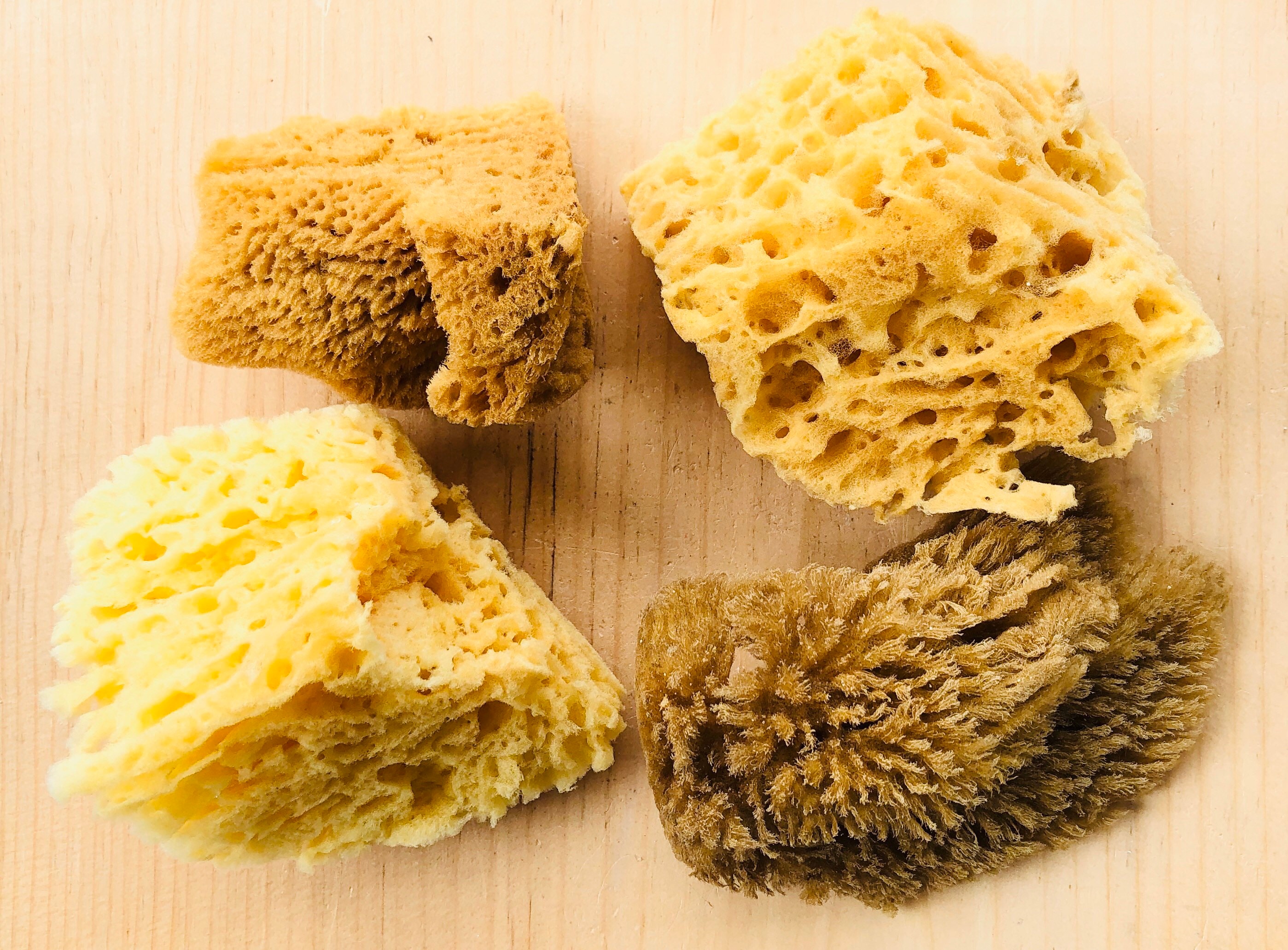 Natural Sea Sponges For Bathing And Face Scrubbing - NATURE'S LINE -  Marketspread