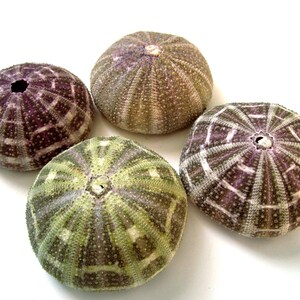 May include: Four sea urchin shells with a variety of patterns and colors. The shells are brown, purple, and green with white accents.