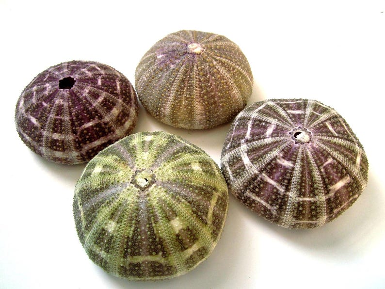 May include: Four sea urchin shells with a variety of patterns and colors. The shells are brown, purple, and green with white accents.
