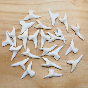 Shark Tooth-0.75-1&quot;-1 Piece-Genuine Shark Teeth-Real Shark Teeth-Crafts Supplies-Jewelry Supplies-Shark Decor-White Mako Shark Tooth