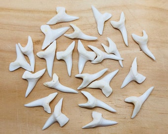White Mako Shark Tooth (0.75-1 inch), Genuine Fossil Jewelry Supply