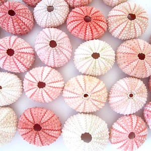 Pink Sea Urchins – 10 Piece Set, Beach Wedding Decor, Seashell Crafts
