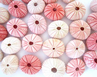 Pink Sea Urchins – 10 Piece Set, Beach Wedding Decor, Seashell Crafts