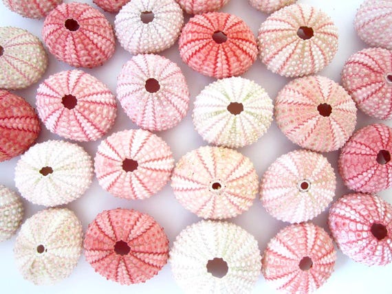 Pink Sea Urchins – 10 Piece Set, Beach Wedding Decor, Seashell Crafts