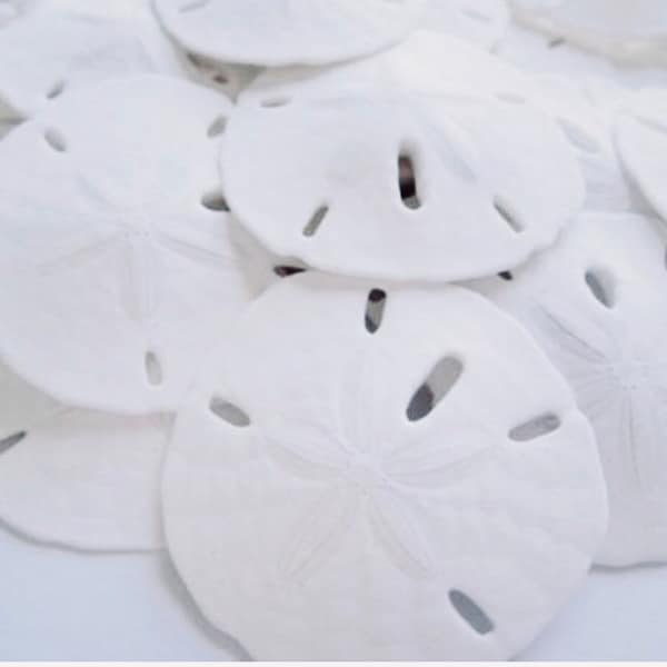 Sand Dollars-3"-3.5"-Large Florida Sand Dollars-Set of 24-Beach Wedding Favors-Sand Dollar Bulk-Beach Wedding Decor-Sand Dollar-Sand Dollars