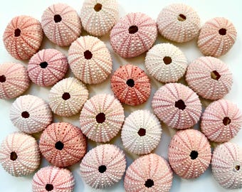 Pink Sea Urchins-Beach Wedding Favors-each Decor-Sea Urchin Natural Sea Shell-Beach Wedding Decor-Pink Sea Urchin Bulk-Sea Urchin