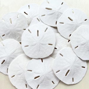 May include: A collection of white sand dollars, each with a star-like pattern and small holes. The sand dollars are arranged in a circular pattern, creating a textured and natural aesthetic. These are perfect for coastal decor or craft projects.