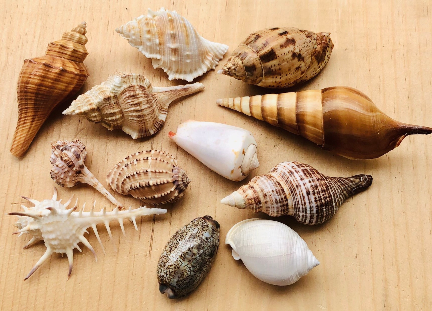 Sea Shell Mix-sea Shells Bulk-craft Sea Shells-beach Wedding Decor