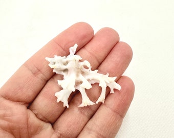May include: A white, delicate, coral-like seashell with a branching, intricate structure. The shell is held in a hand, showcasing its size and detail.