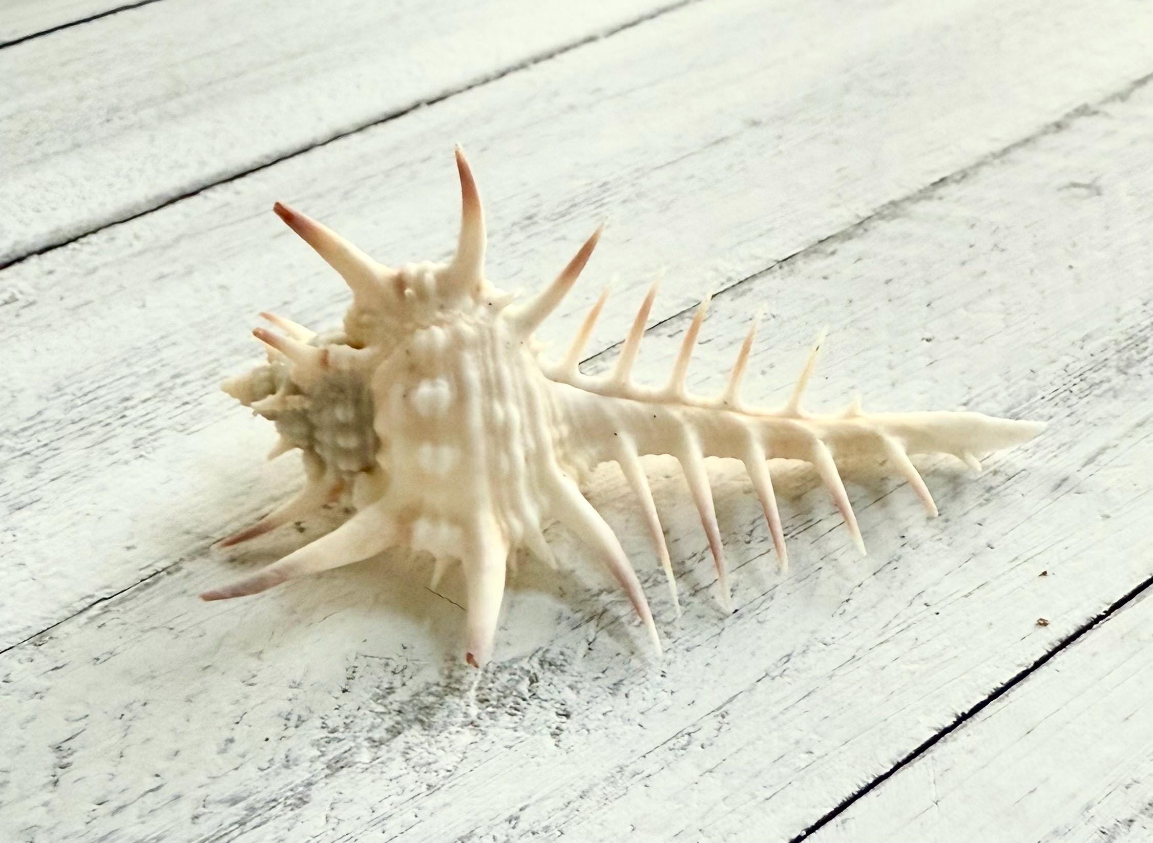 Deadly Comb Shell Murex Pectin Venus Comb Shell: 2-3