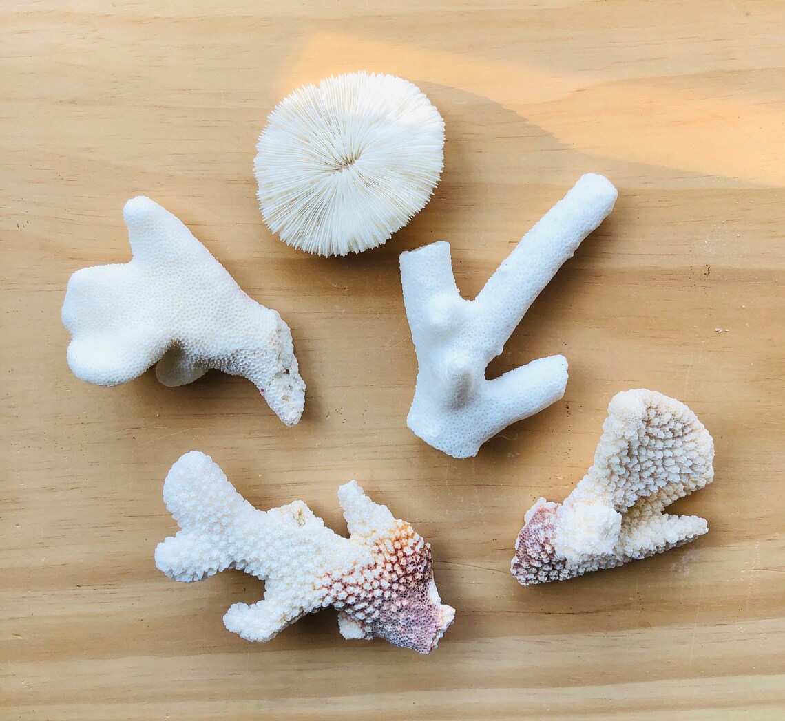 Assorted Real Coral PiecesCoral BulkBeach Coral Etsy