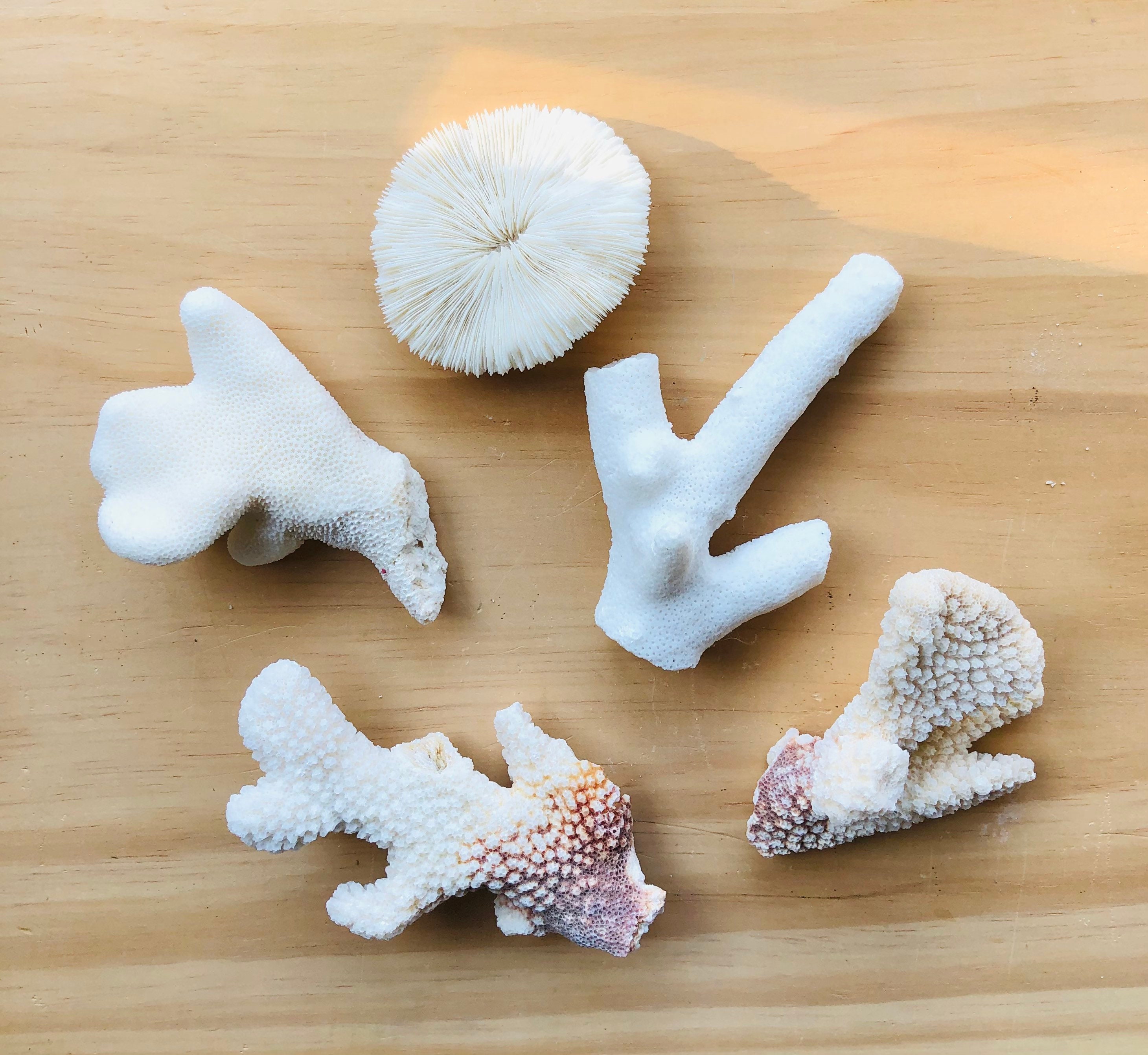 Assorted Real Coral PiecesCoral BulkBeach Coral Etsy