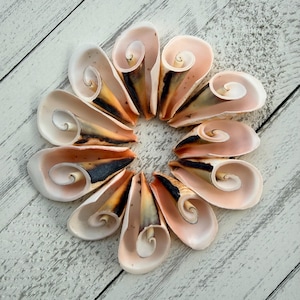 May include: A circular arrangement of seashells, each with a spiral interior. The shells display a gradient of colors, including white, peach, black, and orange. The arrangement is set against a white, weathered wooden surface.