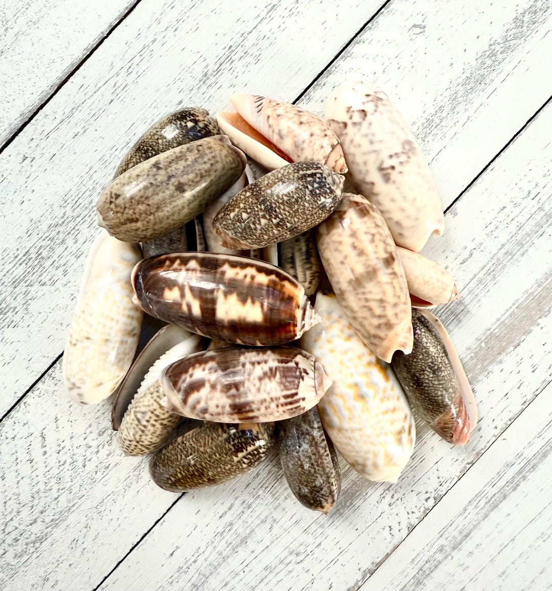 Olive Sea Shells: Small Bulk Shells, Coastal Wedding Decor - Etsy