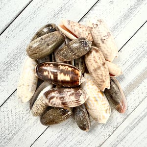May include: A collection of brown, white, and tan seashells with various patterns. The shells are smooth and have a glossy finish.