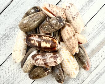 Olive Sea Shells: Small Bulk Shells, Coastal Wedding Decor