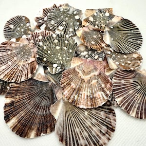Flat Scallop Shells-Shell Bulk-Seashell Supplies-Scallop Shells for Crafts-Flat Scallop Shells-Pectin Shells-Wedding Decor-Flat Scallops