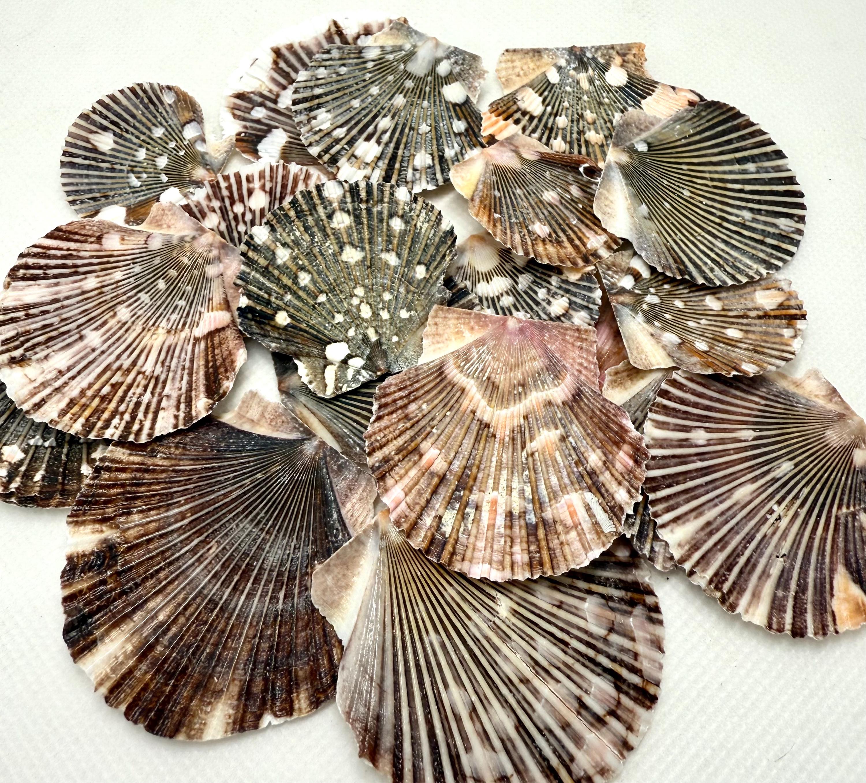 Shell Pleads Flat Scallop Shells-shell Bulk-seashell Supplies-scallop Shells for ...