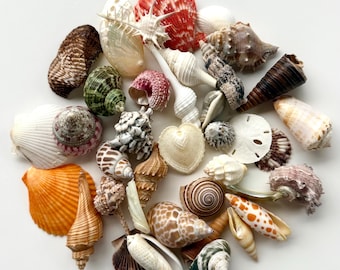 May include: A collection of various seashells in different shapes, sizes, and colors, including orange, white, brown, red, and green. The shells are arranged on a white surface, showcasing their natural textures and patterns. Ideal for beach-themed decor.