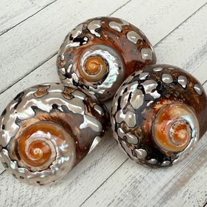 African Turbo Shells-Polished Turbo Shells-Shells for Crafting-Hermit Crab Shells-Shells-Sea Shells-Turbo Shells-Hermit Crab Shells