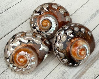 African Turbo Shells-Polished Turbo Shells-Shells for Crafting-Hermit Crab Shells-Shells-Sea Shells-Turbo Shells-Hermit Crab Shells
