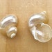 see more listings in the Sea Shells section